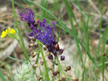 fiore azzurro sull''Etna - Muscari comosum